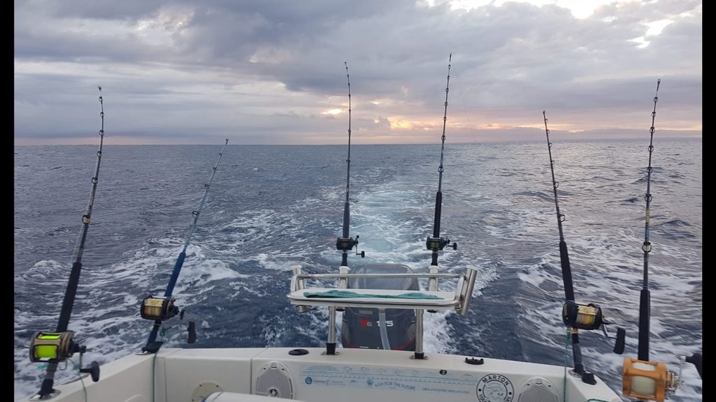 Mokau Fishing